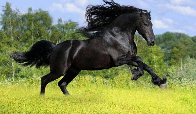 Running Black Horse HD Wallpaper Desktop Background