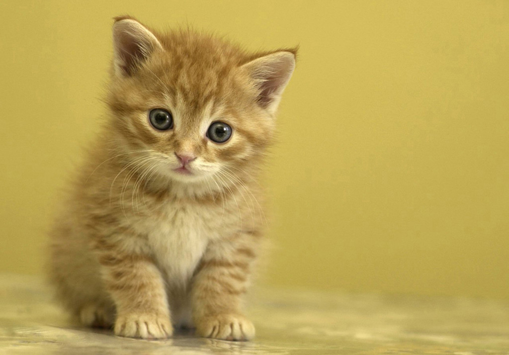 She Is Very Cute Wallpapers HD Desktop And Mobile Backgrounds