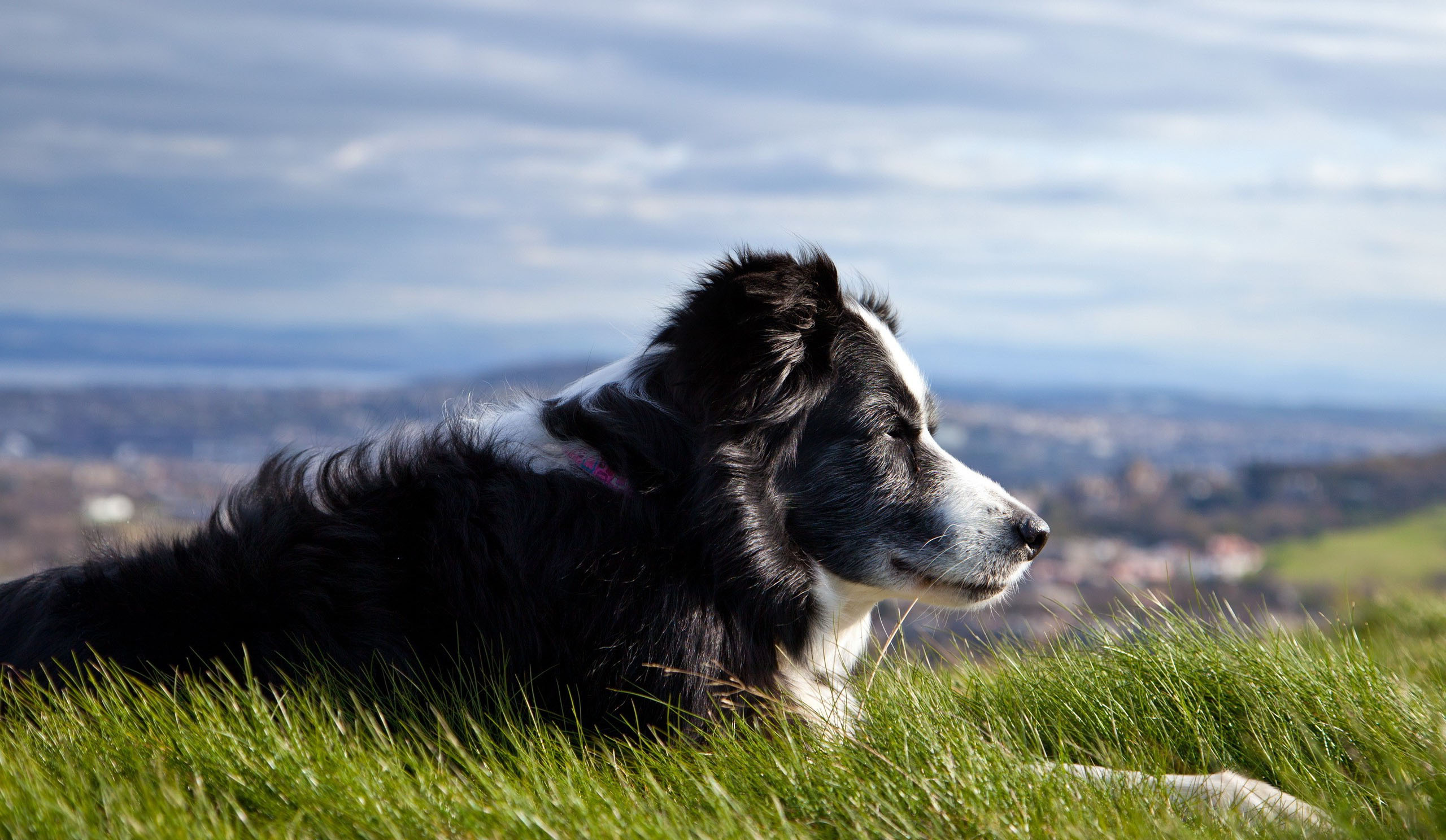 Shepherd Dogs At The Outdoor Wallpaper