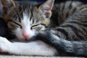 Sleep Like A Kitten
