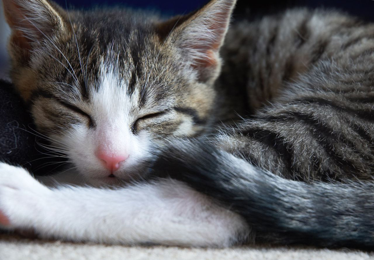 Sleep Like A Kitten Wallpaper