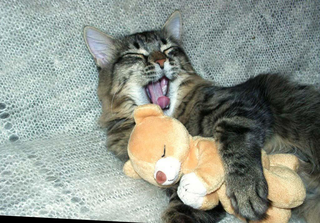 Sleep With A Toy Wallpaper