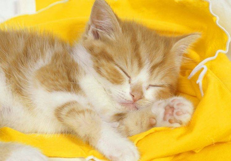 Sleeping Time For Yellow Cat HD Wallpaper Desktop Background