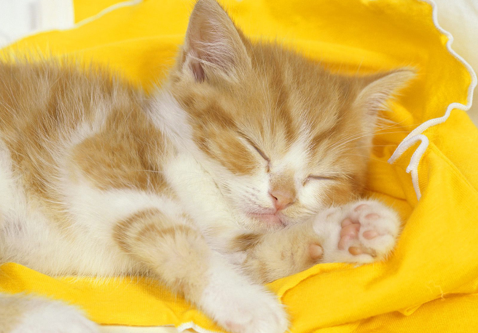 Sleeping Time For Yellow Cat Wallpaper