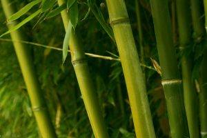 Some Bamboos