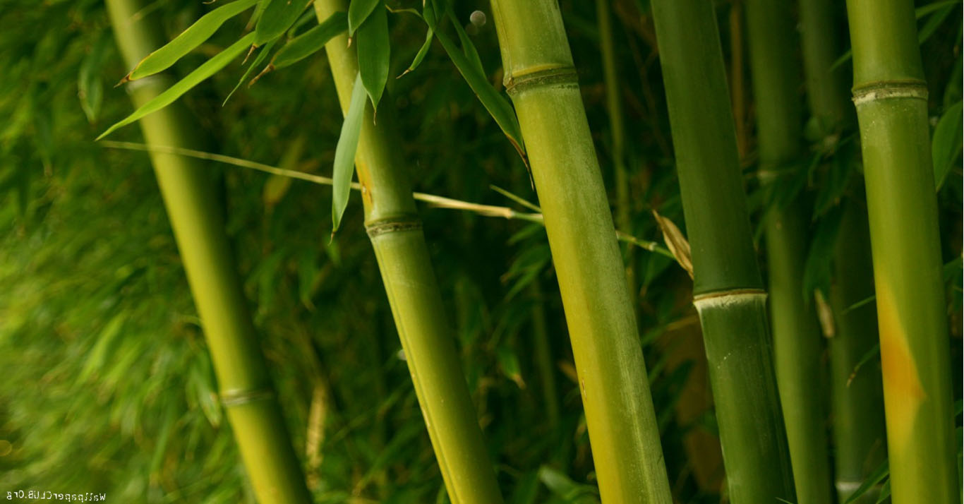 Some Bamboos Wallpaper