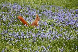Squirrels Play At The Purple Flower Fields