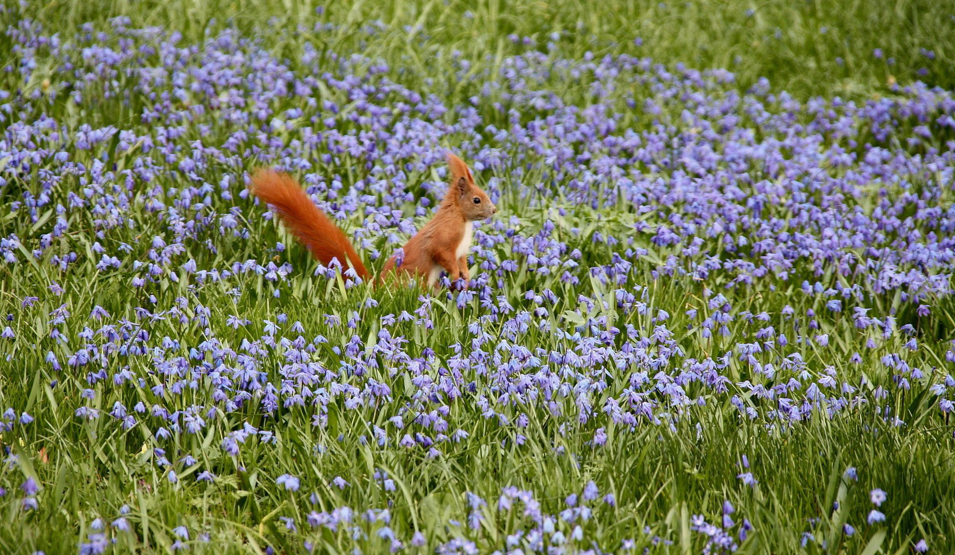 Squirrels Play At The Purple Flower Fields Wallpaper