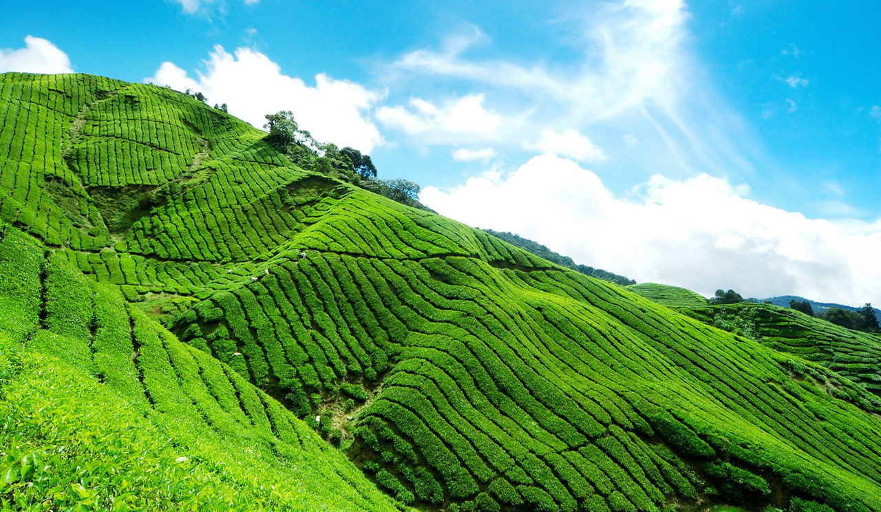 Tea Fields Wallpaper