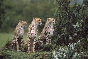 Three Cheetahs Are Looking Something