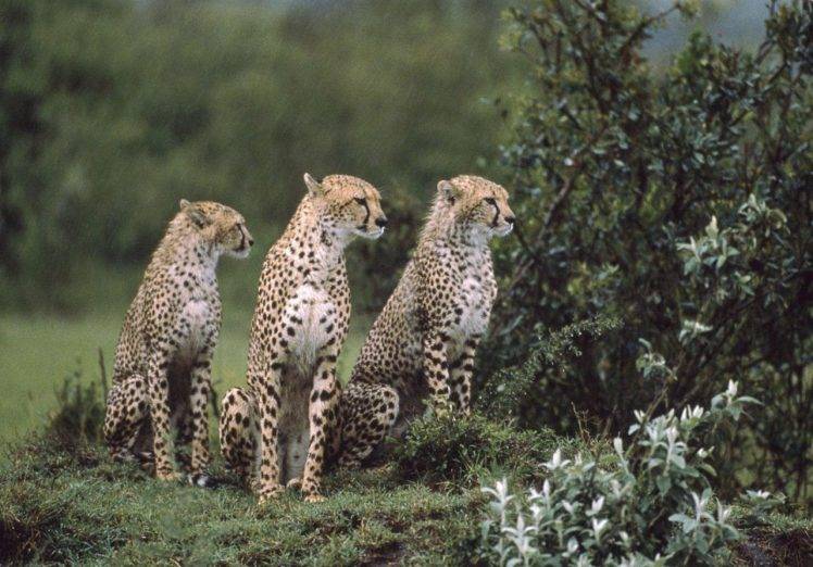 Three Cheetahs Are Looking Something HD Wallpaper Desktop Background