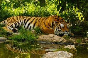 Tiger At The Nature