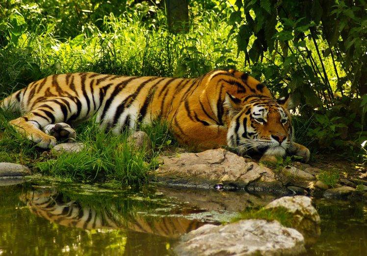 Tiger At The Nature HD Wallpaper Desktop Background