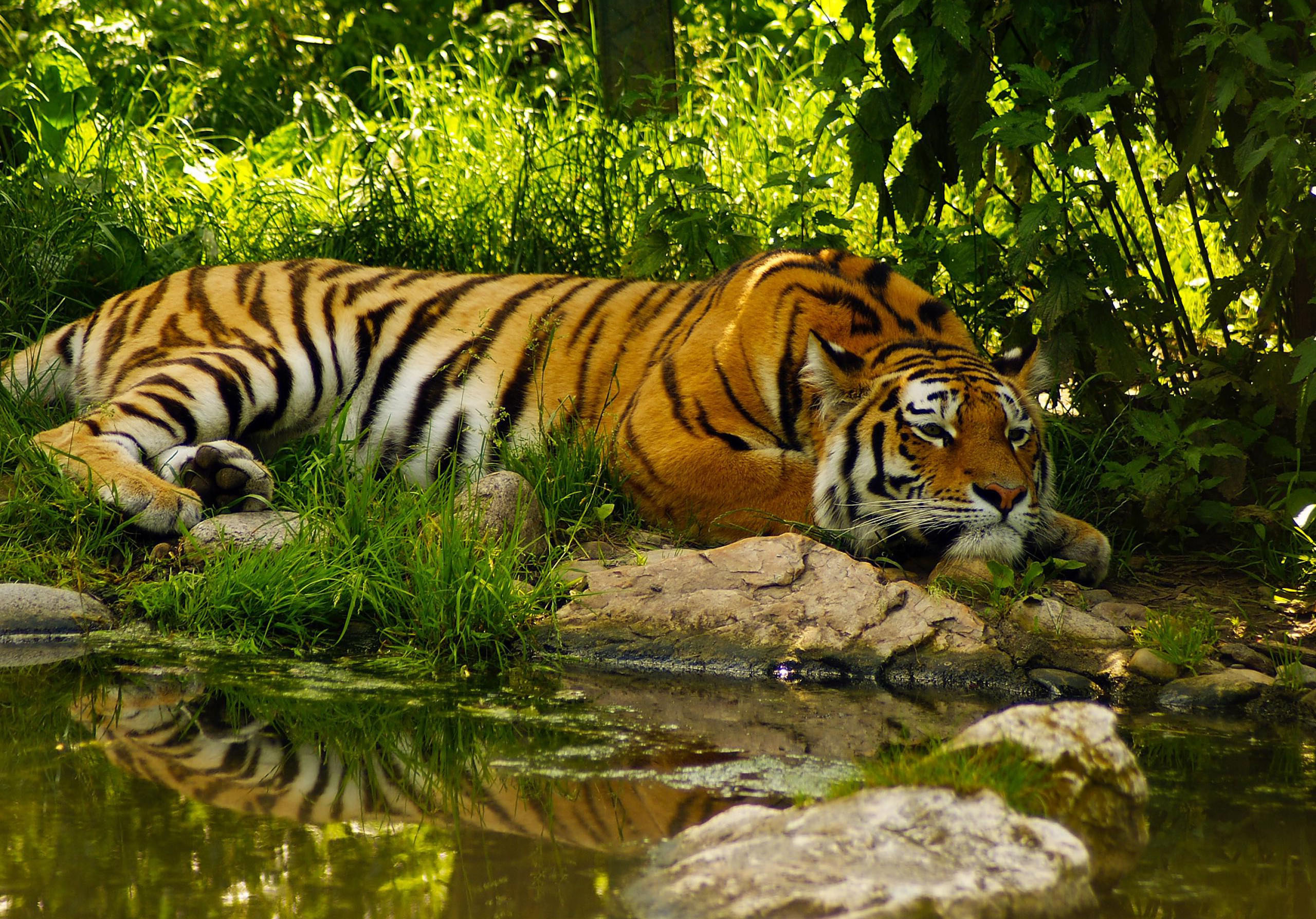 Tiger At The Nature Wallpaper