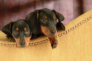 Two Baby Dogs Stands On The Couch