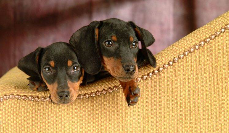 Two Baby Dogs Stands On The Couch HD Wallpaper Desktop Background