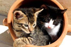 Two Cats In The Jar