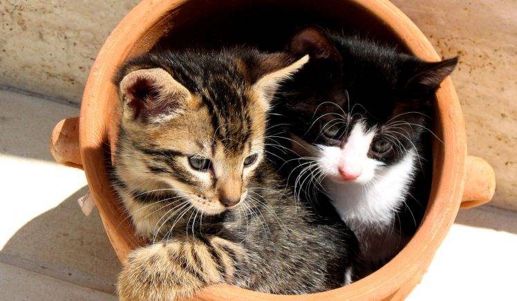 Two Cats In The Jar HD Wallpaper Desktop Background