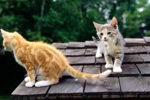 Two Cats On The Roof