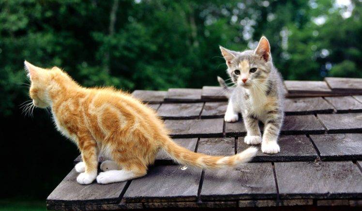 Two Cats On The Roof HD Wallpaper Desktop Background