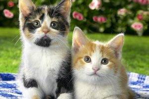 Two Lovely Kittens