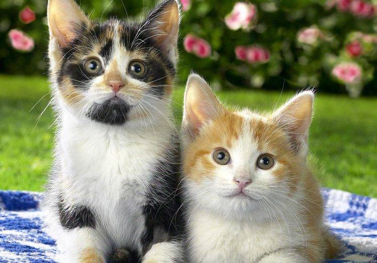 Two Lovely Kittens HD Wallpaper Desktop Background