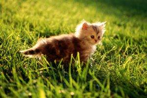 Vert Cute Cat On The Grass