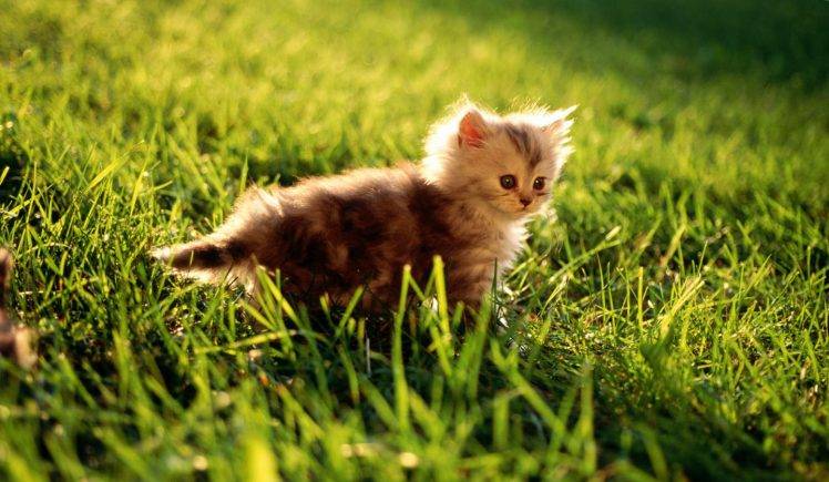 Vert Cute Cat On The Grass HD Wallpaper Desktop Background