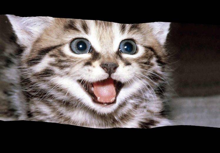 Very Happy Cat HD Wallpaper Desktop Background