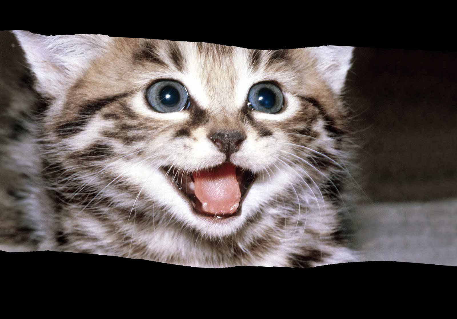 Very Happy Cat Wallpaper