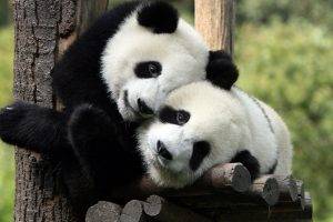 Very Lovely Panda Family