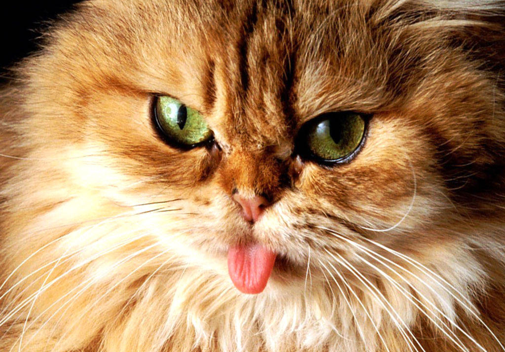 What A Small Tongue Wallpaper