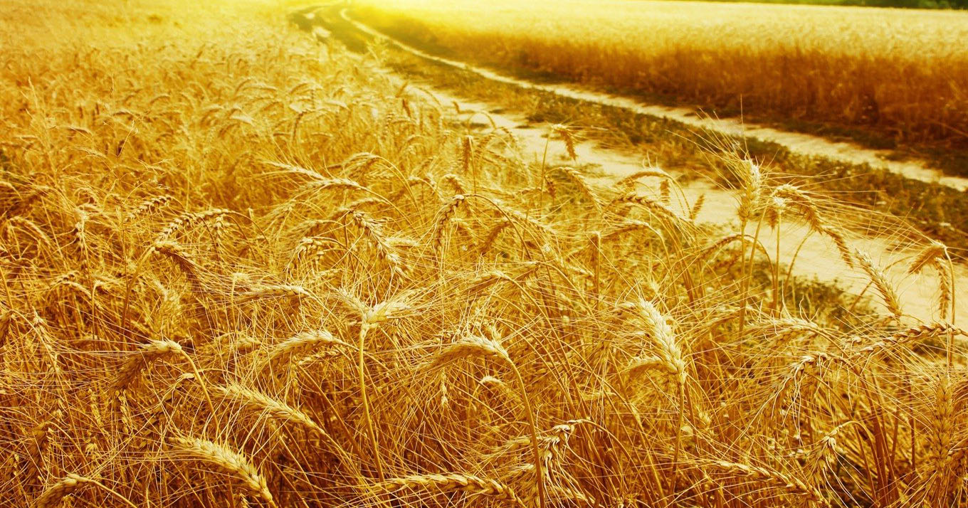 Wheat And Spikes Wallpaper