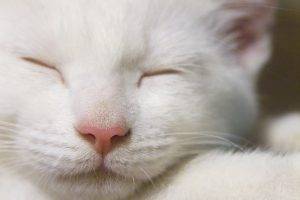 White Cat Tries To Sleep