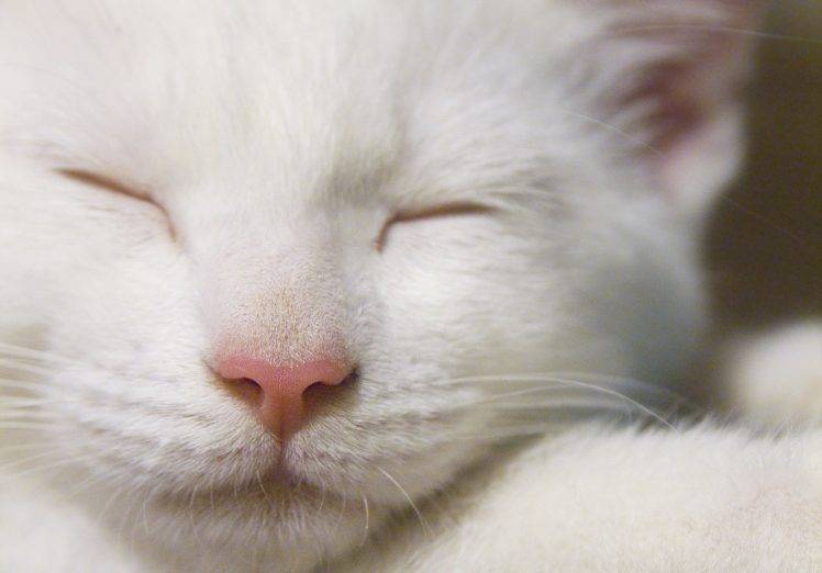 White Cat Tries To Sleep HD Wallpaper Desktop Background