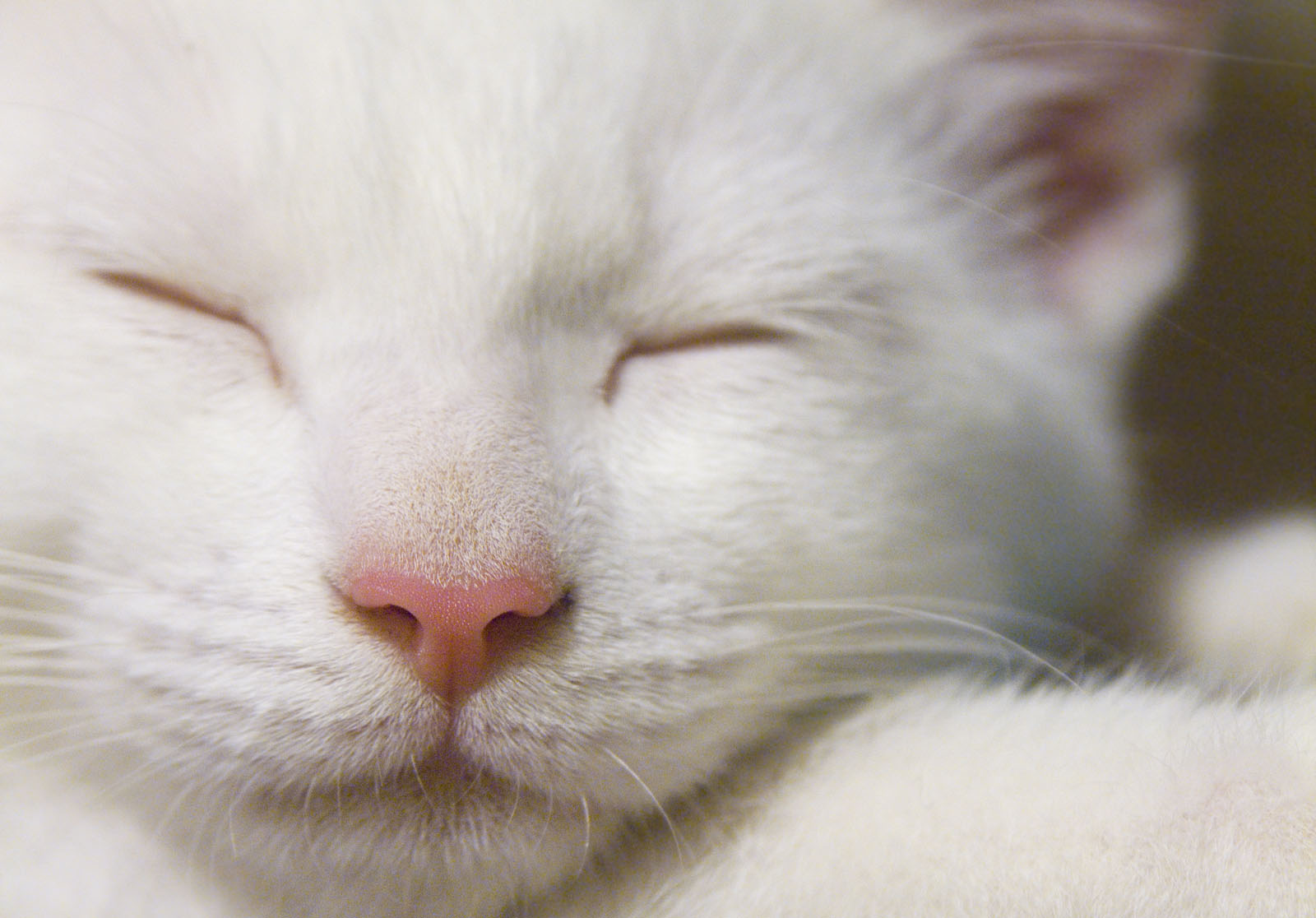 White Cat Tries To Sleep Wallpaper
