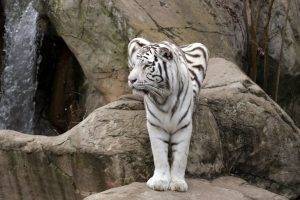 White Tiger Stands