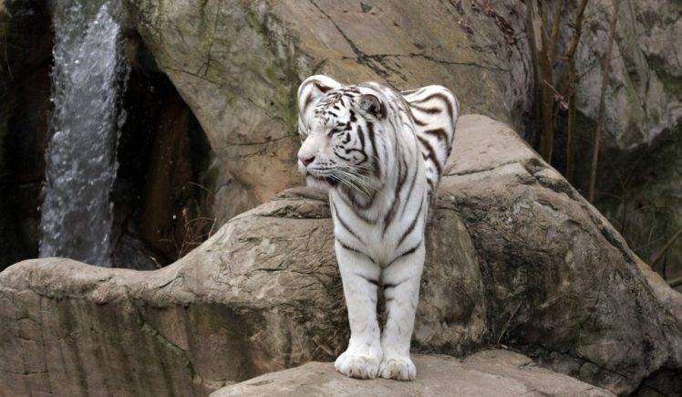 White Tiger Stands HD Wallpaper Desktop Background