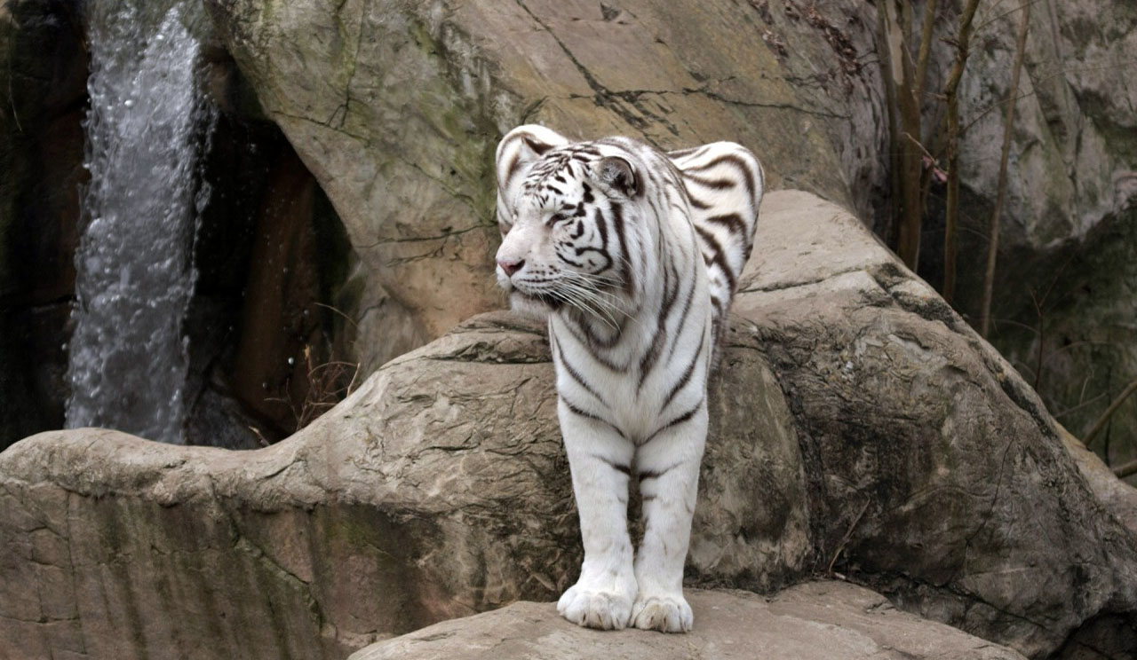 White Tiger Stands Wallpaper