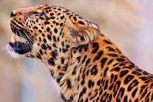 Wild Leopard Life