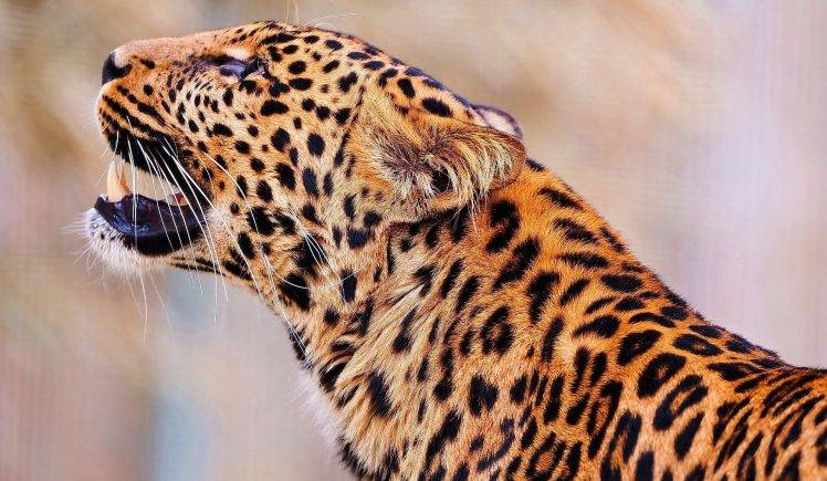 Wild Leopard Life HD Wallpaper Desktop Background