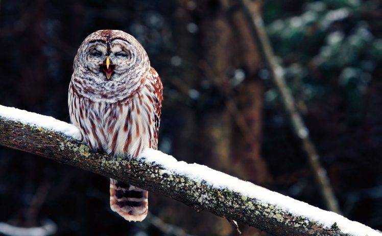 Wild Owl On The Limb HD Wallpaper Desktop Background