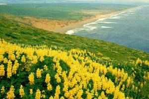 Yellow Flowers And Ocean