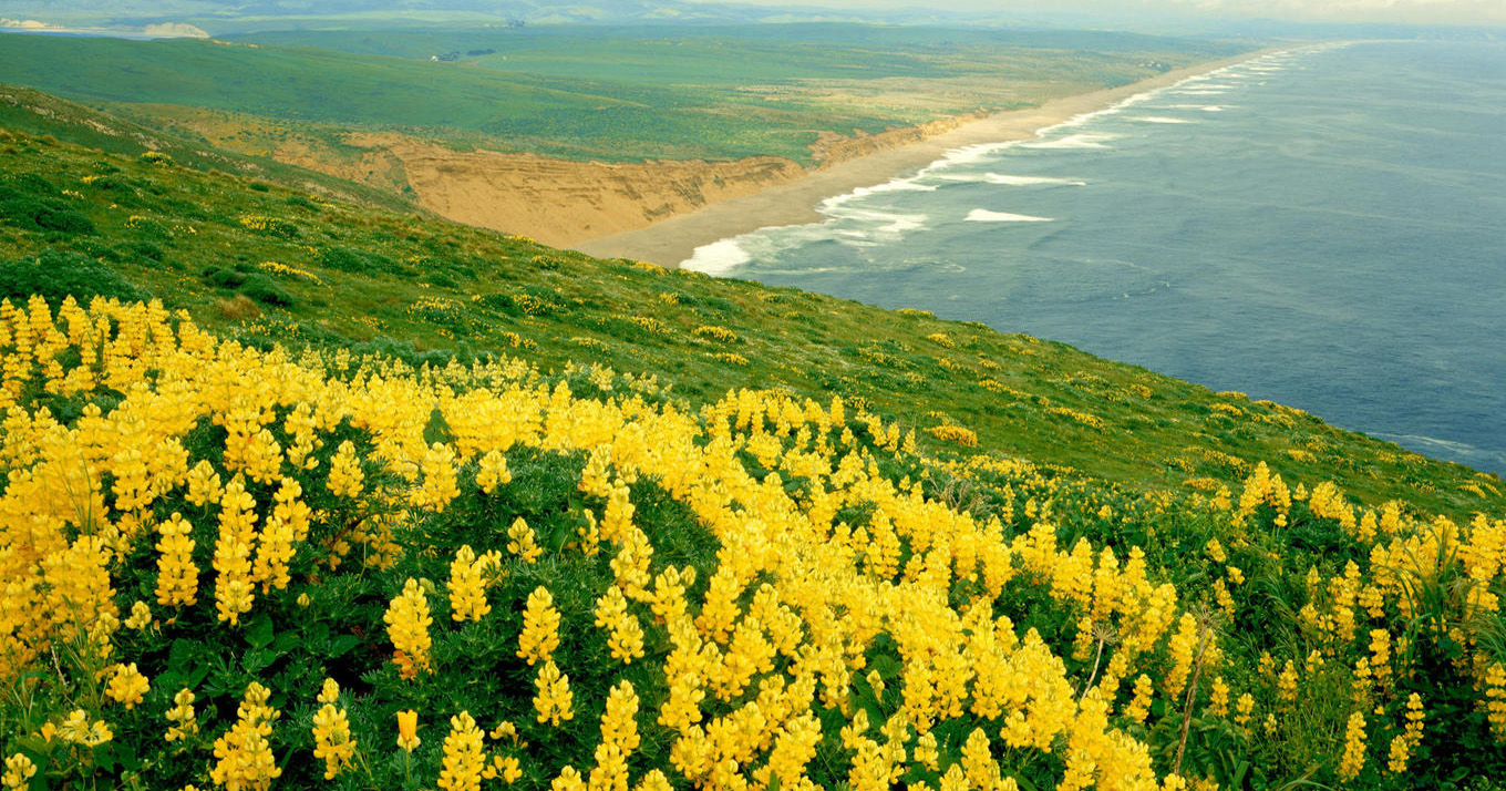 Yellow Flowers And Ocean Wallpaper