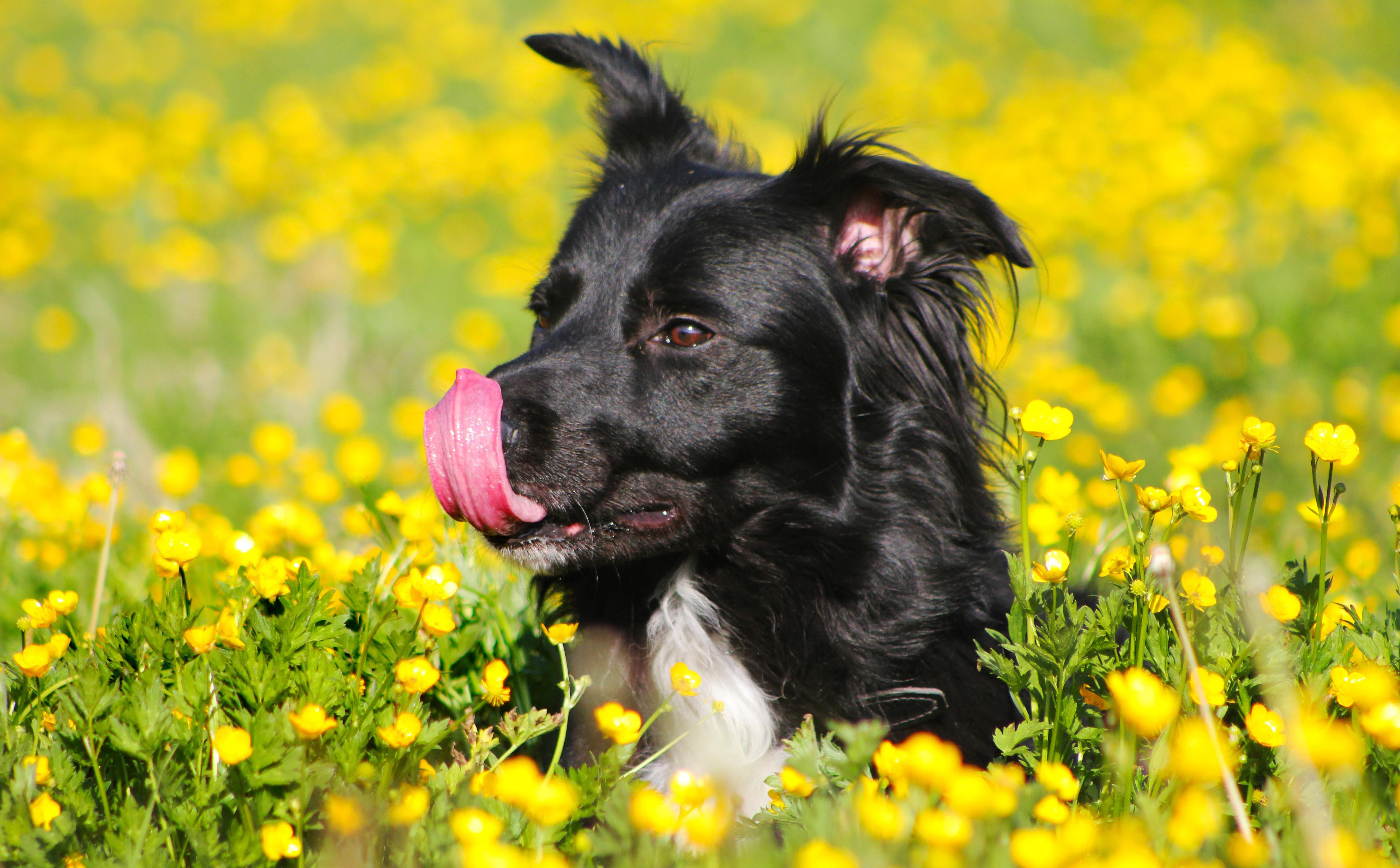 Pets On The Flowers Wallpaper