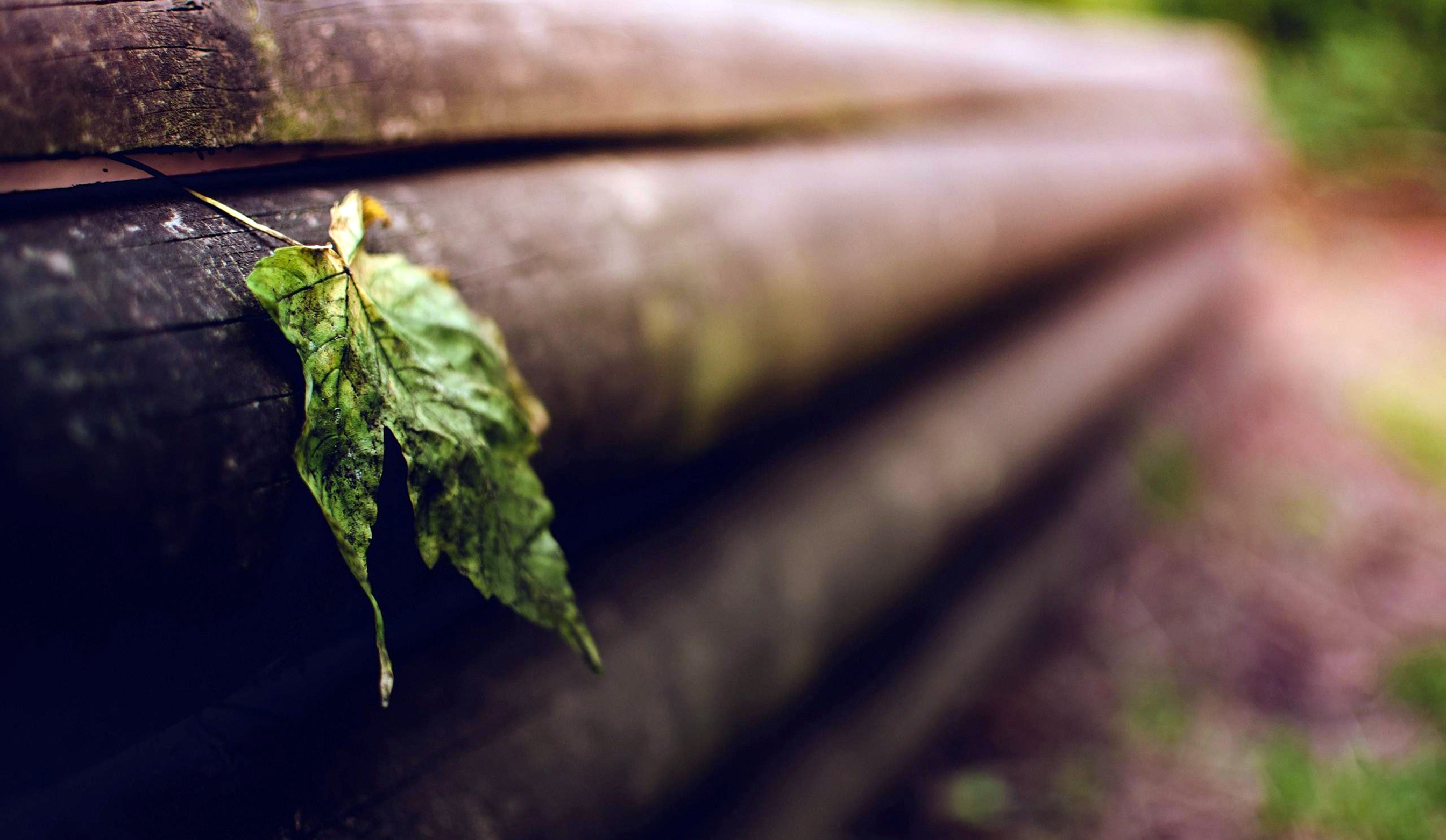 A Green Leave Wallpaper