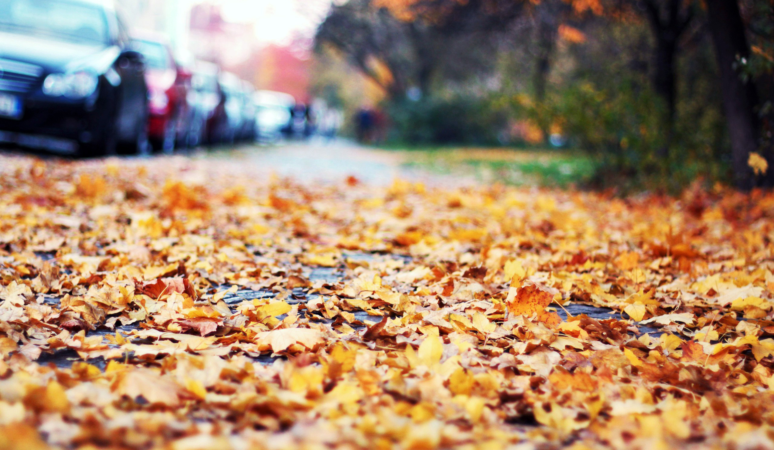 Cool Leaves At The Autumn Wallpaper