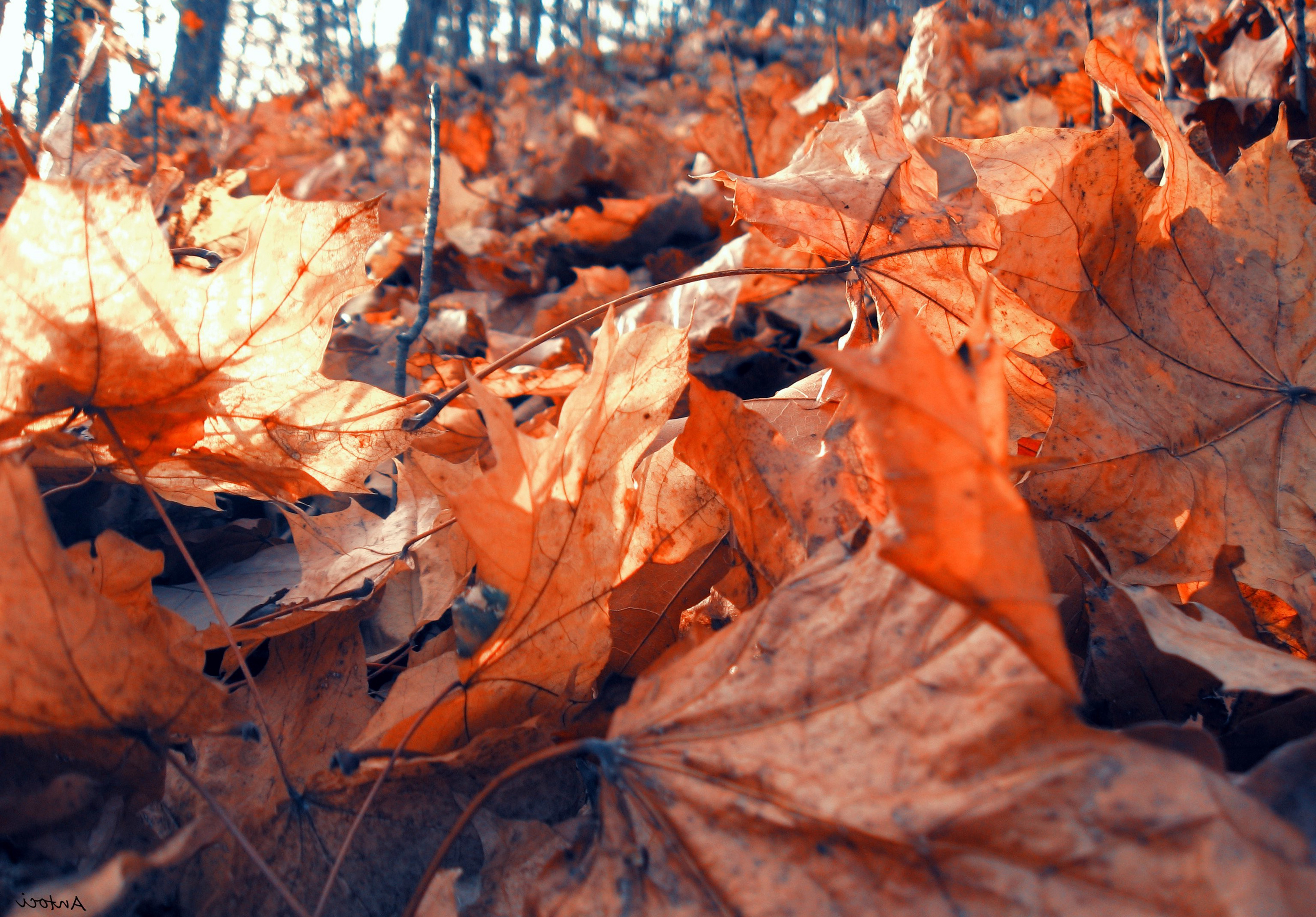Fallen Leaves In Autumn Wallpaper