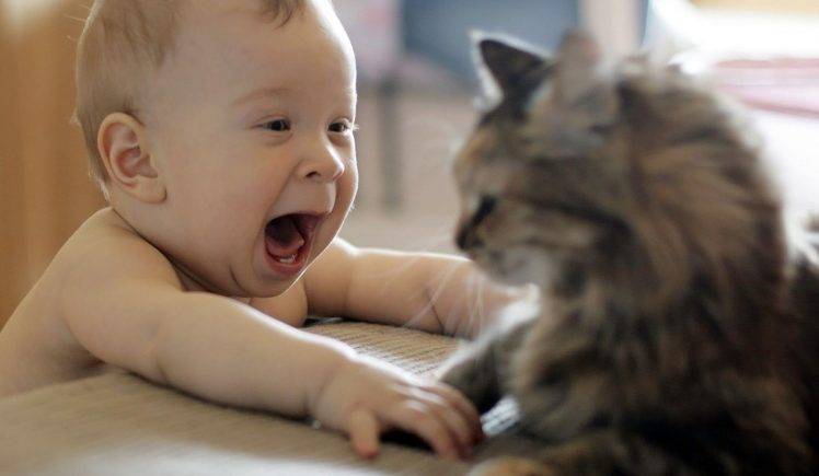 Funny Baby Playes With Cat HD Wallpaper Desktop Background