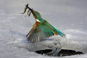 Ice Bird Catches Some Fishes